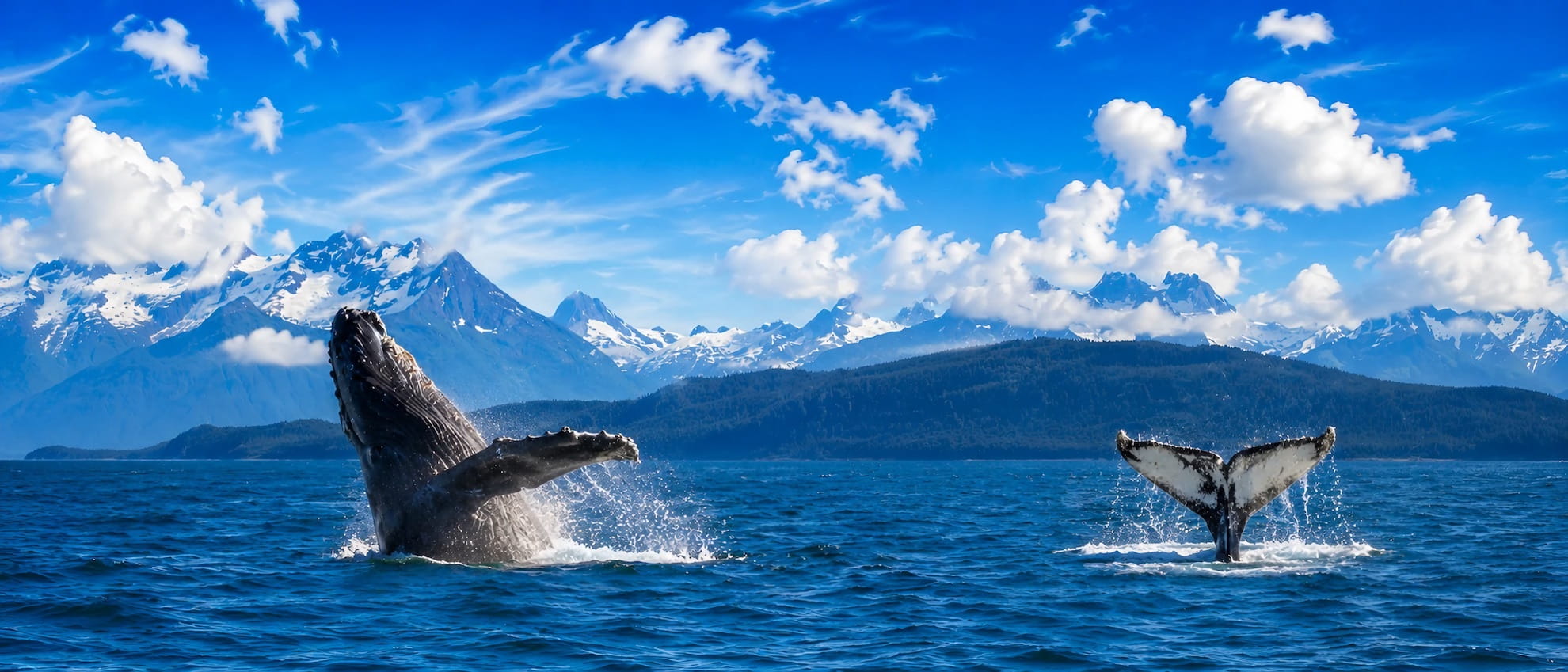 Alaska humpback whale watching
